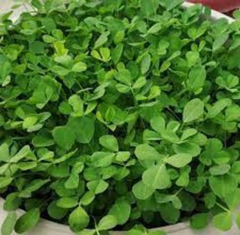 Green Fenugreek Plant Seeds Heirloom Non-GMO High Germination Organic Garden Seeds for Planting