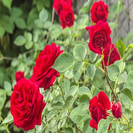 Rose Petal Seeds Red for Planting – Heirloom, Non-GMO, High Germination Organic Garden Seeds