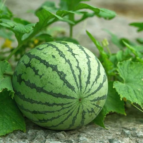 Watermelon Fruit Seeds – Heirloom, Non-GMO, High Germination Organic Garden Seeds