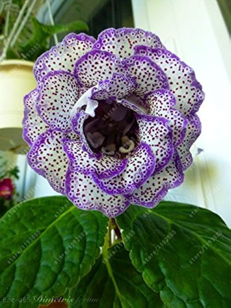 Purple White Gloxinia Flower Seeds Heirloom Non-GMO High Germination Organic Garden Seeds for Planting