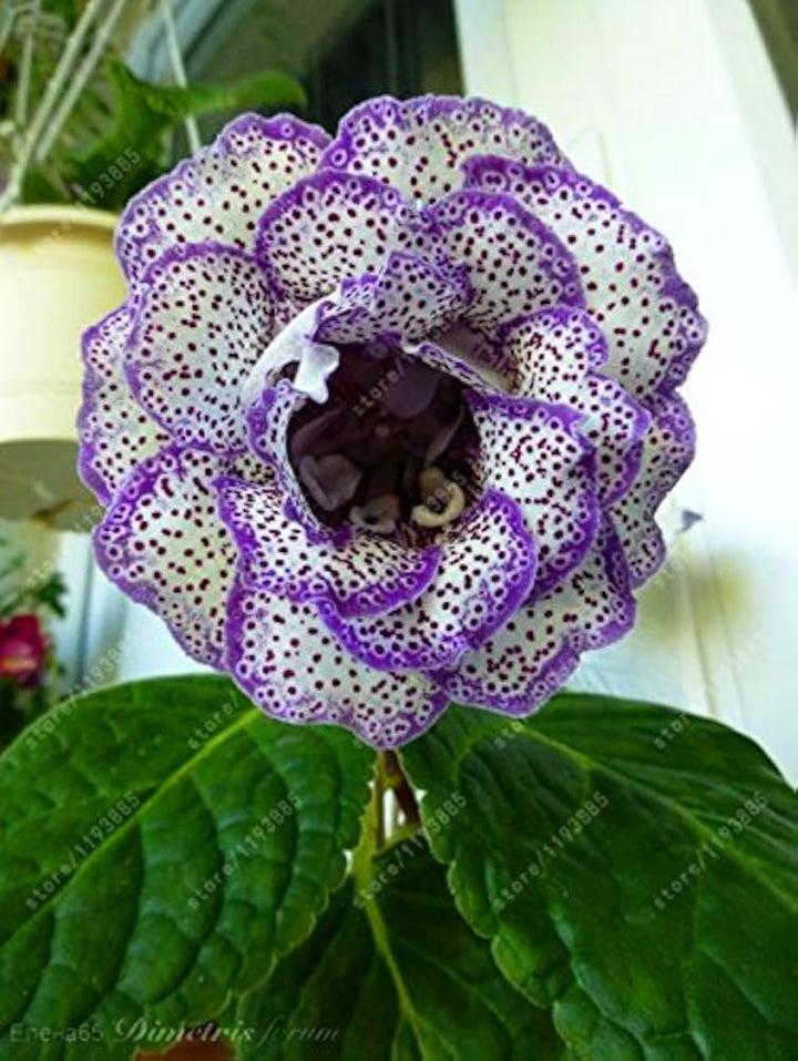 Purple White Gloxinia Flower Seeds Heirloom Non-GMO High Germination Organic Garden Seeds for Planting
