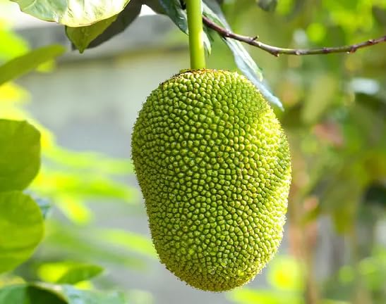 Green Jackfruit Seeds – Heirloom, Non-GMO, High Germination Organic Garden Seeds