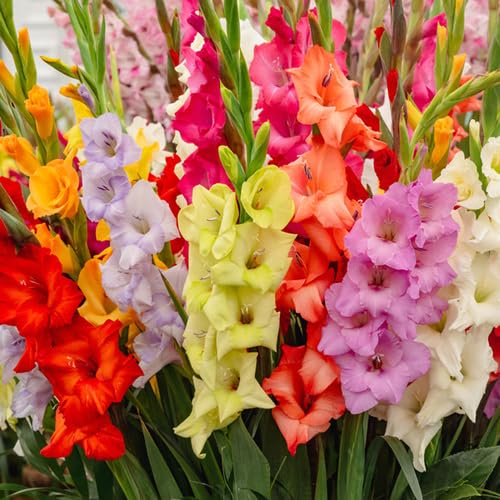 mixed gladiolus flower seeds