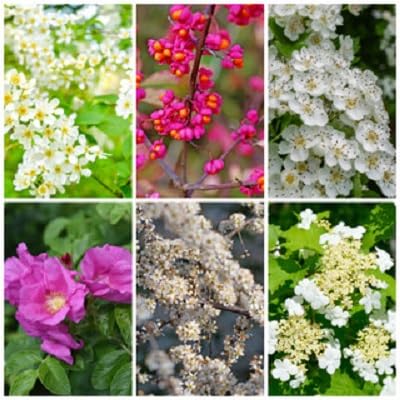 Hawthorn Flower Seeds Mixed for Planting – Heirloom, Non-GMO, High Germination Organic Garden Seeds