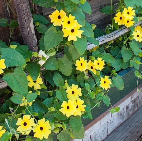 Yellow Thunbergia Flower Seeds Heirloom Non-GMO High Germination Organic Garden Seeds for Planting