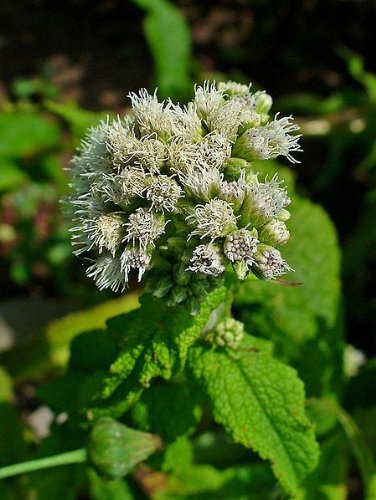 Eupatorium Flower Seeds White – Heirloom Non-GMO High Germination Seeds for Planting
