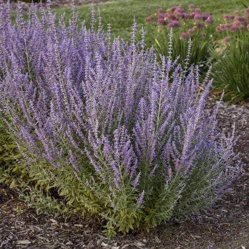 Purple Perovskia Flower Seeds Heirloom Non-GMO High Germination Organic Garden Seeds for Planting