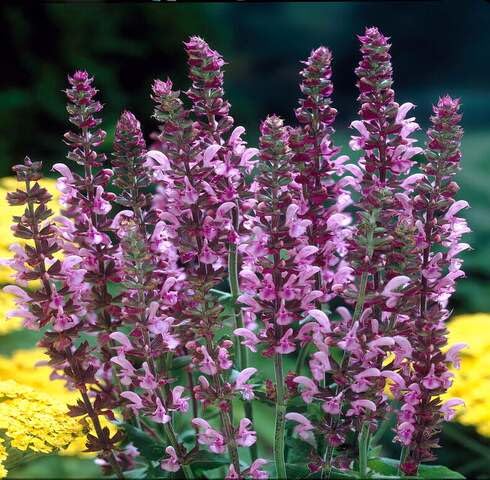 Pink Salvia Nemorosa Flower Seeds – Heirloom Non-GMO High Germination Organic Garden Seeds