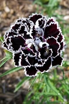 chestnutbrownwhitechiantidianthusflowerheirloomnongmo flower seeds