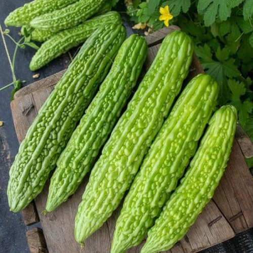 Semillas de melón amargo – Antiguas, sin OMG, alta germinación, siembra de semillas de jardín orgánicas