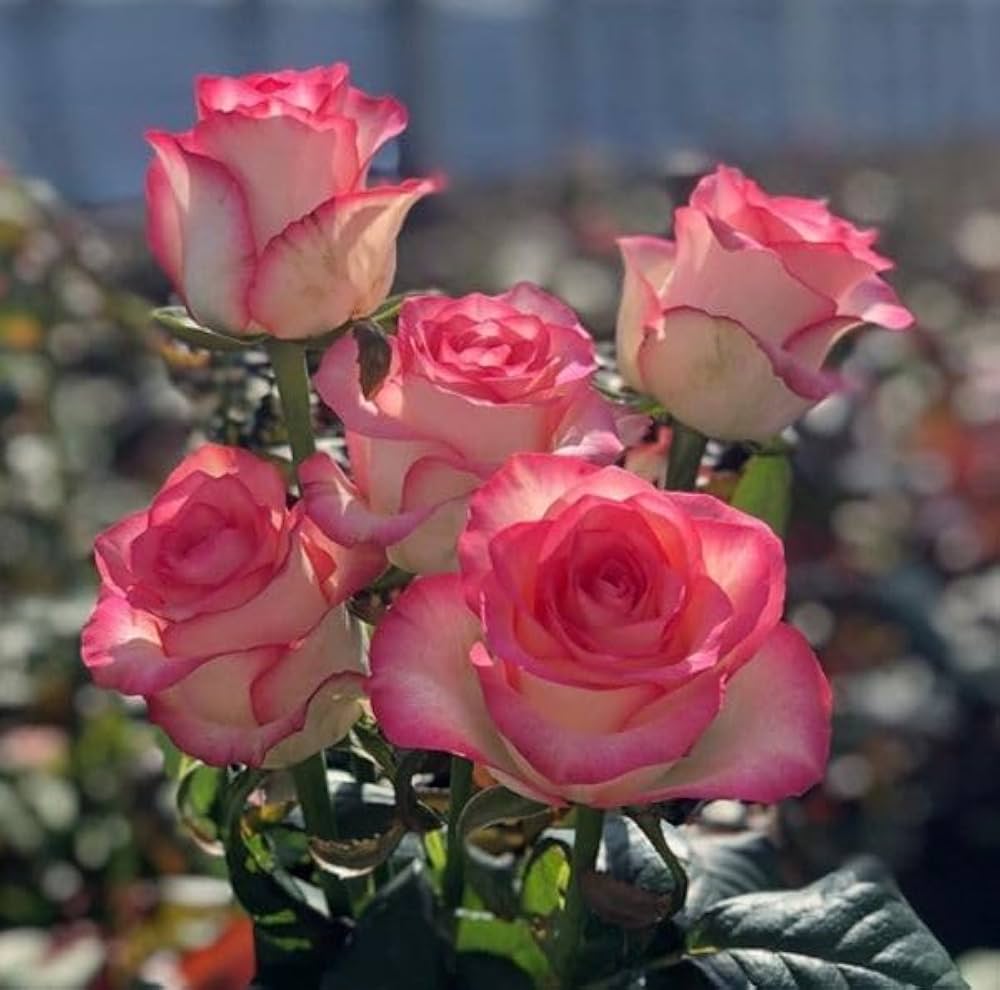 pink pink flower seeds