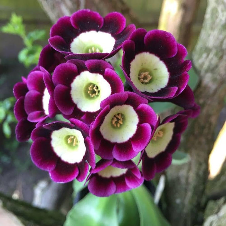 Burgundy Primula Flower Seeds for Planting – Heirloom Non-GMO High Germination Organic Garden Seeds