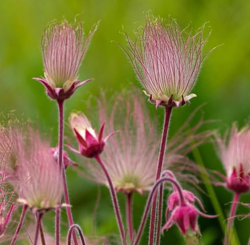 Pink Geum Triflorum Flower Seeds – Heirloom, Non-GMO High Germination Seeds for Planting | Organic Garden Seeds