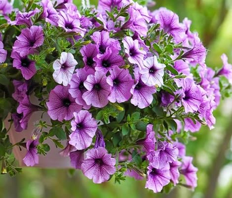 Petunia Flower Seeds Purple Heirloom Non-GMO High Germination Organic Garden Seeds for Planting