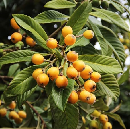 Orange Loquat Seeds – Heirloom, Non-GMO, High Germination Organic Garden Seeds