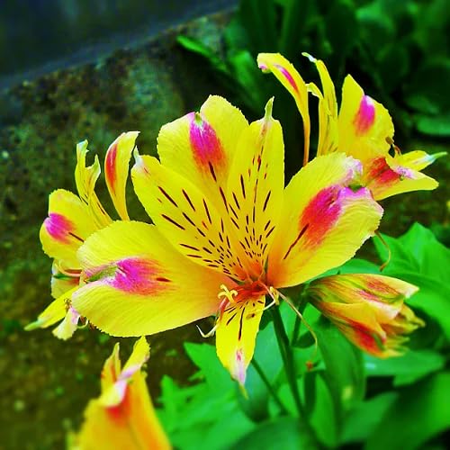 Yellow Pink Alstroemeria Flower Seeds – Heirloom Non-GMO High Germination Organic Garden Seeds