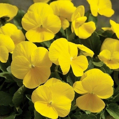 gold pansy flower seeds