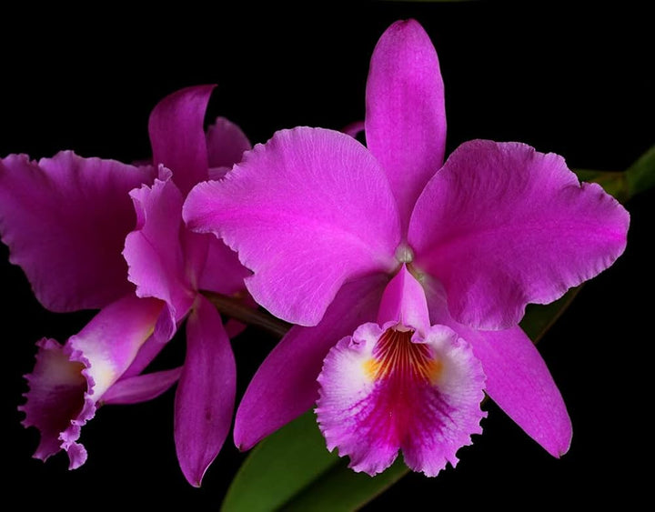 Semillas de orquídea Pink Cattleya – Antiguas, no transgénicas, de alta germinación para sembrar