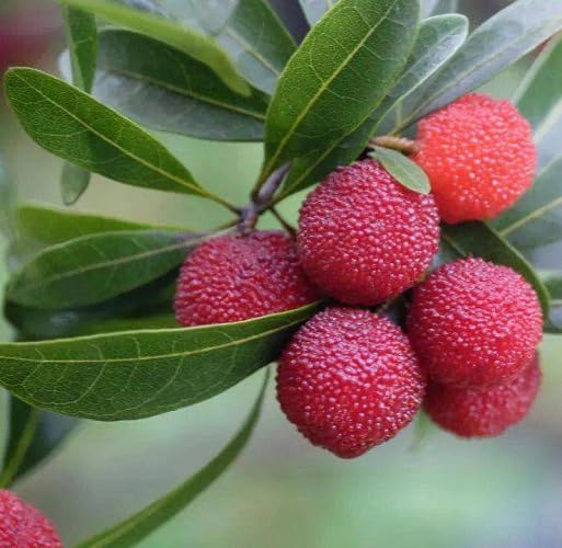 Red Bayberry Seeds – Heirloom, Non-GMO, High Germination Organic Garden Seeds