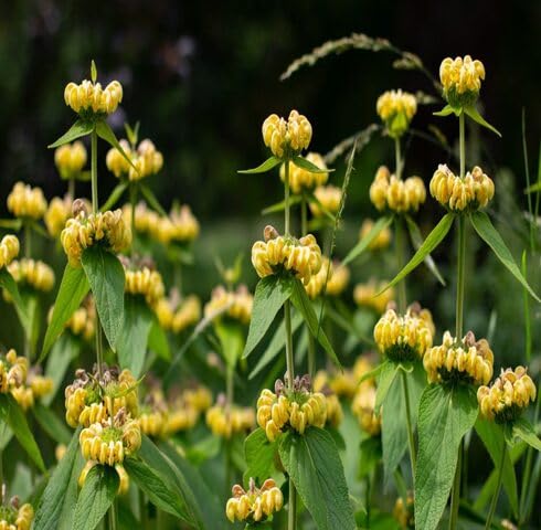 Yellow Turkish Sage Flower Seeds Heirloom Non-GMO High Germination Organic Garden Seeds