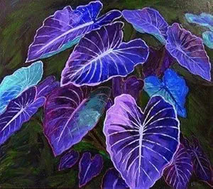 caladium bicolor flower seeds