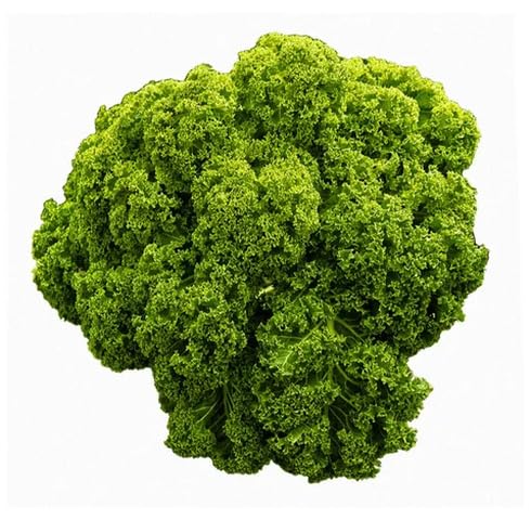 Green Kale Seeds – Heirloom, Non-GMO, High Germination Organic Garden Seeds Planting