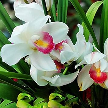 whiteorchidflowerheirloomnongmo flower seeds