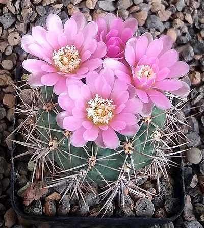 Pink Gymnocalycium Flower Seeds – Heirloom, Non-GMO High Germination Seeds for Planting | Organic Garden Seeds