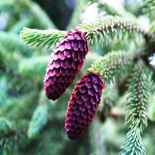 spruce tree flower seeds