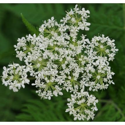 White Myrrhis Flower Seeds – Heirloom, Non-GMO, High Germination Organic Garden Seeds for Planting