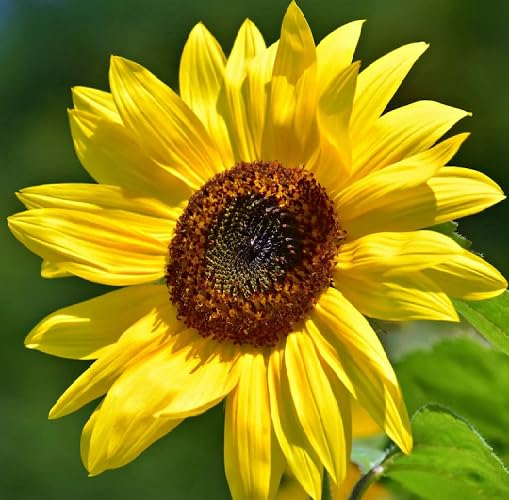 Yellow Sunflower Flower Seeds Heirloom Non-GMO High Germination Organic Garden Seeds