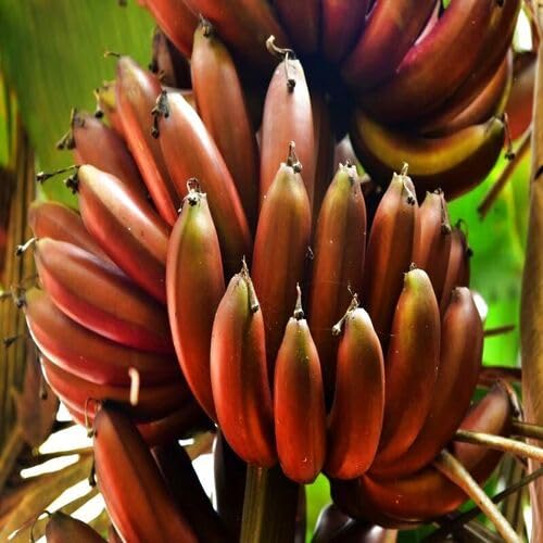 Red Banana Seeds – Heirloom, Non-GMO, High Germination Organic Garden Seeds