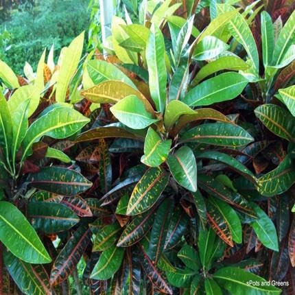 green codiaeum flower seeds