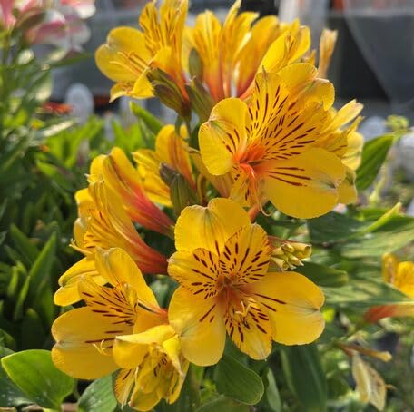 Yellow Alstroemeria Flower Seeds – Heirloom, Non-GMO, High Germination