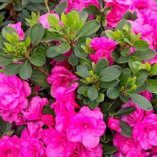 Pink Azalea Flowers Seeds Heirloom Non-GMO High Germination Organic Garden Seeds for Planting