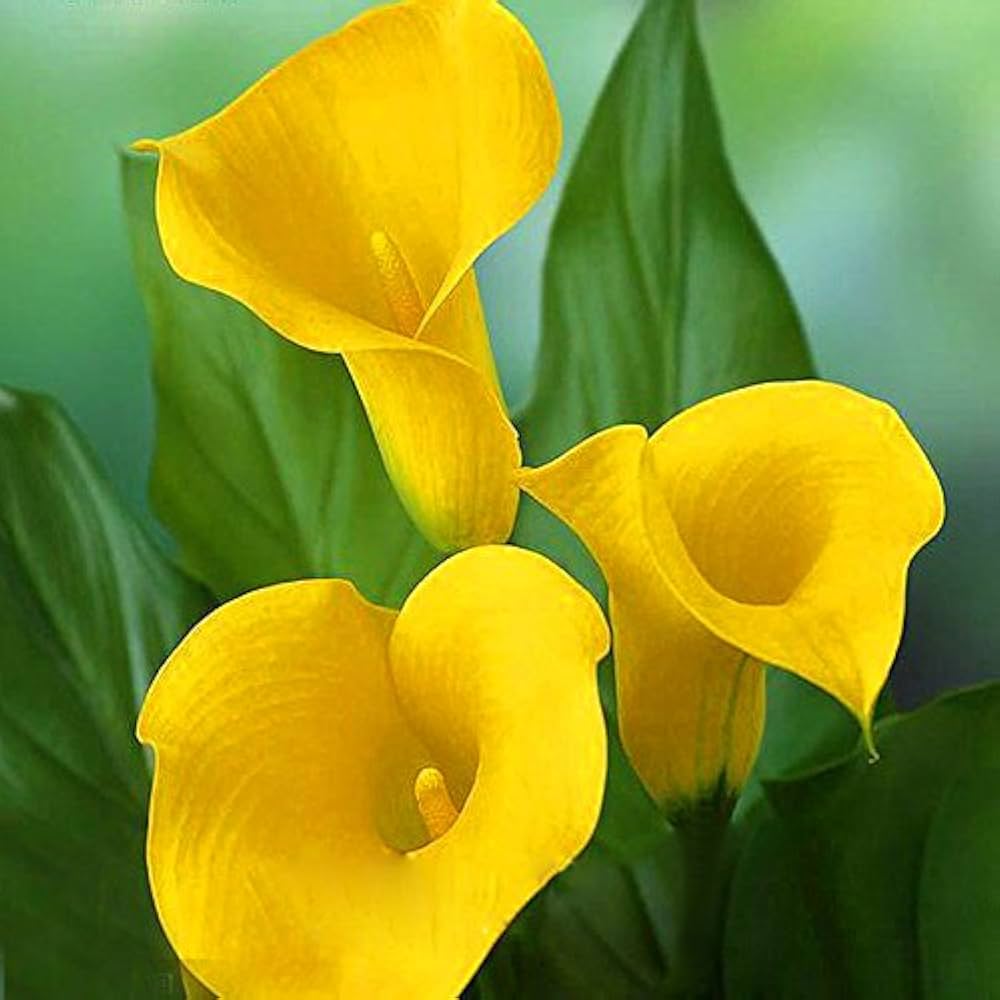calla lily flower seeds