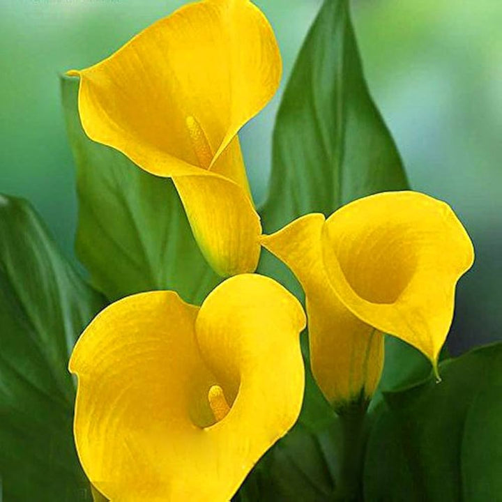 calla lily flower seeds