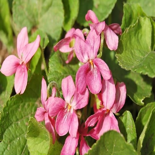 Pink Viola Odorata Flower Seeds – Heirloom Non-GMO High Germination Organic Garden Seeds