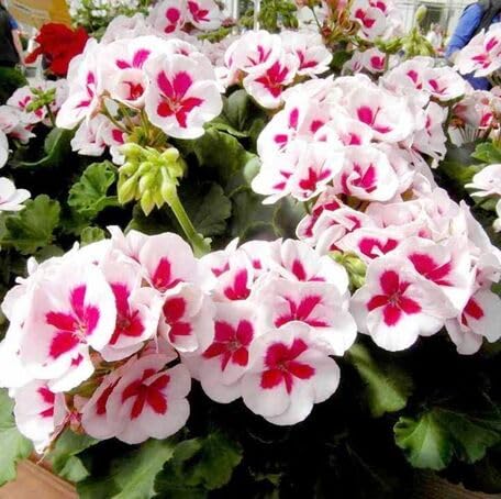 pink white flower seeds