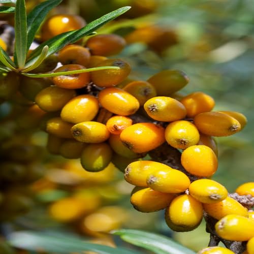 Hippophae Rhamnoides Seeds – Heirloom, Non-GMO, High Germination Organic Garden Seeds