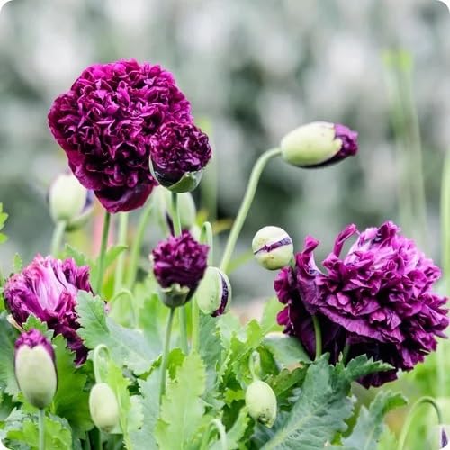 Purple Paeony Flower Seeds Heirloom Non-GMO High Germination Organic Garden Seeds for Planting