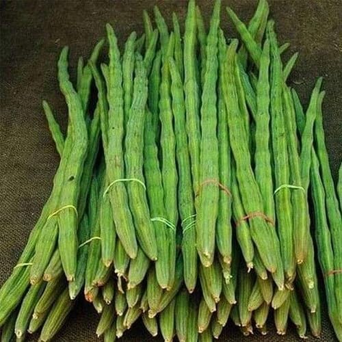 Green Moringa – Heirloom, Non-GMO, High Germination Organic Garden Seeds Planting
