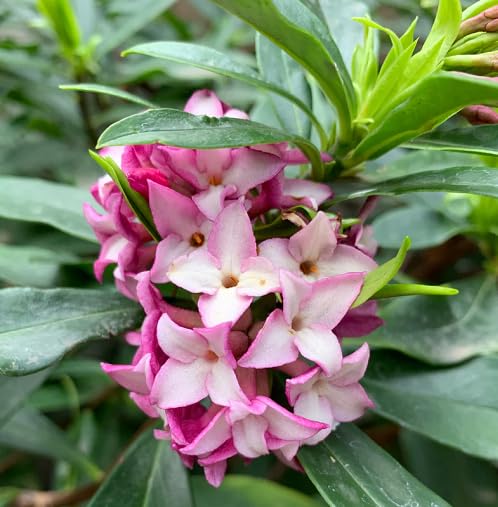 Pink Daphne Odora Flower Seeds for Planting – Heirloom Non-GMO High Germination Organic Garden Seeds