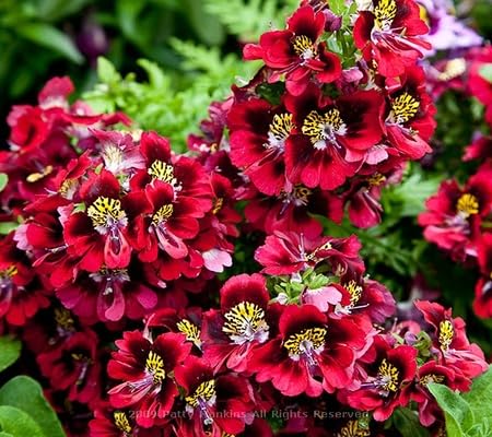 Schizanthus Red Flower Seeds for Planting – Heirloom, Non-GMO, High Germination Organic Garden Seeds