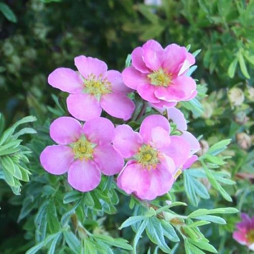 Rosa Fingerkraut Blumensamen – Alte Sorte, gentechnikfrei, hohe Keimfähigkeit, Bio-Gartensamen zum Pflanzen