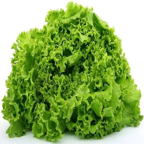Grüne Salatsamen – Alte Sorte, gentechnikfrei, keimstark, Bio-Gartensamen für die Aussaat
