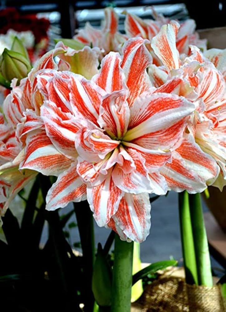 amaryllis hippeastrum flower seeds