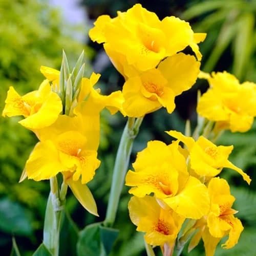 Yellow Canna Lily Flower Seeds – Heirloom, Non-GMO, High Germination Organic Seeds