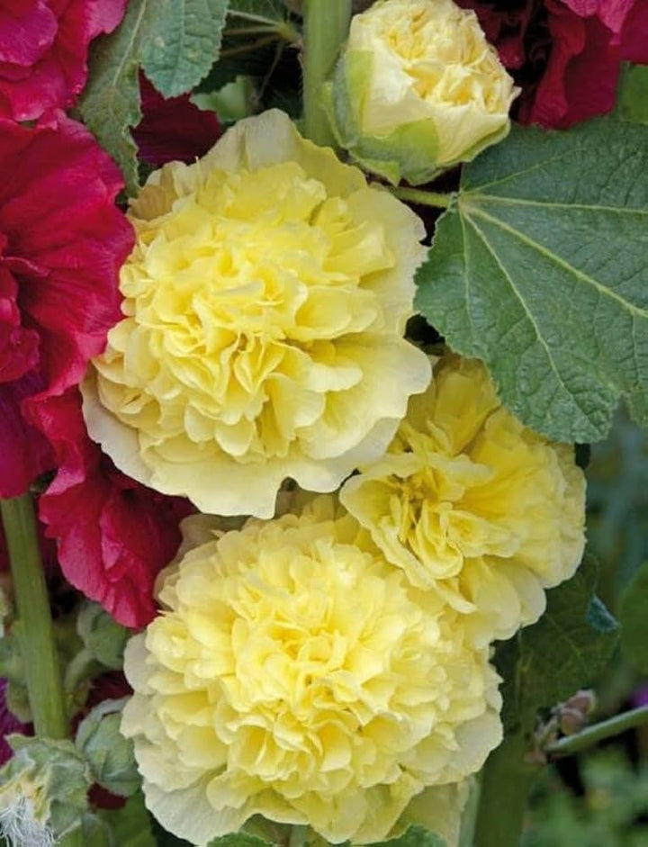 Yellow Double Hollyhock Flower Seeds – Heirloom Non-GMO High Germination Organic Seeds