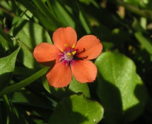 Orange Acker-Gauchheil-Samen – Alte Sorte, gentechnikfrei, hohe Keimfähigkeit, Bio-Gartensamen zum Pflanzen